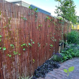 Wilgenmat groene tuinafscheiding