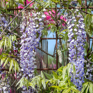 Blauweregen Wisteria