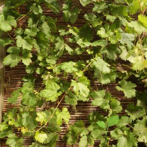 Wilgenmat klimplanten ondergrond